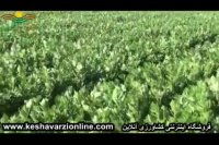 روش مکانیزه برداشت کرفس با ماشین آلات به روز