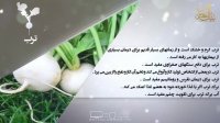 خواص غذایی و درمانی ترب-دانش تغذیه
