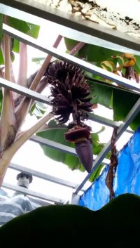 فروش نهال موز قرمز - رشت . ردبازار . میوه دهی موز قرمز در حدود 400 عدد میوه که نزدیک به 200 کیلو بار میده  یکی از پربارترین موز های دنیاست   رشت . ردبازار