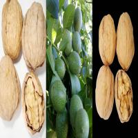 خرید نهال گردو پدرو پیوندی  09197722218