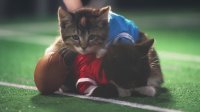 بچه گربه ها فوتبال بازی می کنند