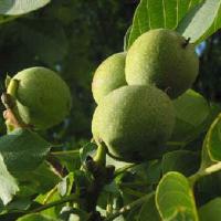 قیمت نهال گردو پکان شناسنامه دار  02166971336