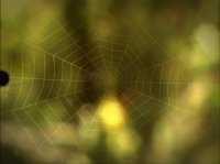 خیلی خیلی کوچک (1) (عافیت باشه)