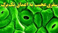 سفر به اعماق برگ یک گیاه!