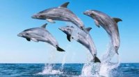 10 تا از واقعیت های جالب درباره دلفین ها