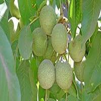 خرید درخت گردو پدرو دیرگل 09123205271