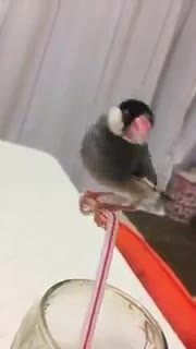 نی سواری پرنده کوچولو