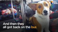 Dogs Break Out of Vet, Go On A Shopping Spree | The Dodo