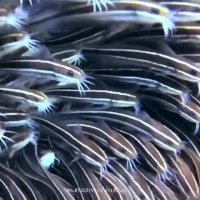 حرکت شگفت انگیز گربه ماهی های در برابر دشمن