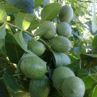 درخت گردو خوشه ای اصلاح شده  09121270623