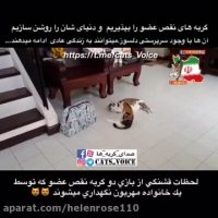 لحظات زیبایى از بازى دوگربه نقص عضو كه حمایت میشوند