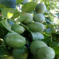 قیمت نهال گردو پدرو  09124482642