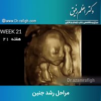 فیلم مراحل رشد جنین