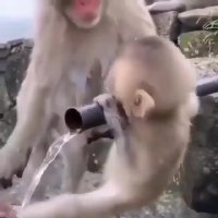 بچه میمون بازیگوش