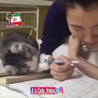 دوست داشتنى ترین  ، بى ریا ترین دوست من ، گربه ام