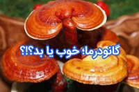 آنچه باید در مورد قارچ گانودرما بدانیم 5