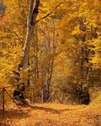 کلیپ کوتاه پاییزی اینستا 6