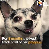 Overweight Chihuahua Can Barely Walk Until Mom Changes Her Life | The Dodo