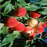 نهال هلو پایه GN 09350798050