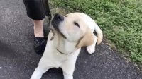 LIVE: Smudge the Guide Dog Meets Her New Teacher | The Dodo