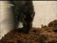 موش پرستهای هند!