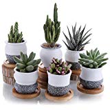 طراحی و اجرای فضای سبز ویلا