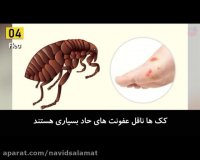 اثر نیش انواع حشرات بر بدن و بیماری های ناشی از آن