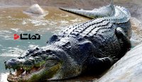 قفس مرگ در کنار  کروکودیل