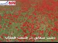 دشت شقایق در همدان