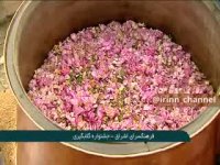 جشنواره گلابگیری
