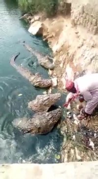 یه روز معمولی در آبادان . غذا دادن به تمساح ها
