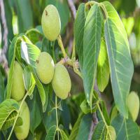 خرید نهال گردوی چندلر 09121270623