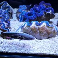 راس ماهی تامارین آب شور :