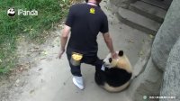 No, Pandas Will Never Let Go Of Your Leg | iPanda