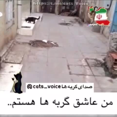 من صداى گربه ها هستم