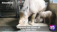 به دنیا آمدن بچه کرگدن در باغ‌وحش سنگاپور