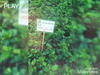 فروش نهال اصلاح شده کشت بافتی 09122814232