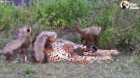Cheetah Mom Is So Patient With Cheetah Babies | The Dodo