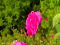 ایران - سرزمین جذابیت ها (بخش دوم)