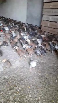 فروش انواع بوقلمون از یک روزه تا پروار بصورت عمده 09121986651