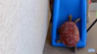سرسره بازی لاک پشت ها