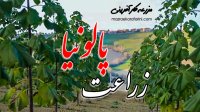 زراعت چوب پالونیا 09915131382
