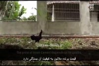 ویدیو خروس سیاه رنگ یا آیام سمانی - Ayam Cemani