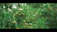 خرید و فروش نهال بادام09141811520