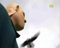 زندگی کلاغ ها