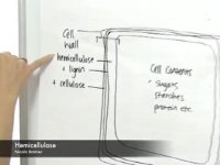 فروش آنزیم همی سلولاز 09108165668