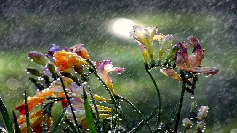 کلیپ بارانی برای وضعیت