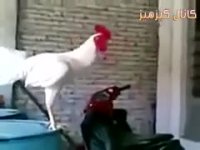 وقتی خروس از صدای خودش خندش میگیره