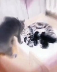 خانواده خوشبخت گربه‌ها