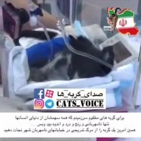 برای گربه های مظلوم سرزمینم